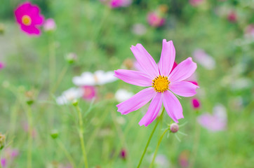 Flowers of the Cosmos in the flowerbed with a blurred background