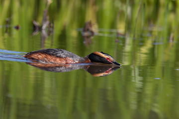 horned grebe ready to attack
