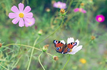 Butterfly peacock eye on the flower cosme