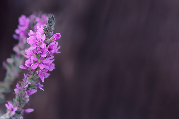 Fototapeta premium Loosestrife flowers close-up on gray background.