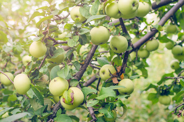 Fresh ripe green apples on tree in summer garden