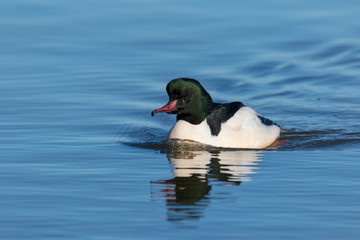 elegant and beautiful merganser male in winter