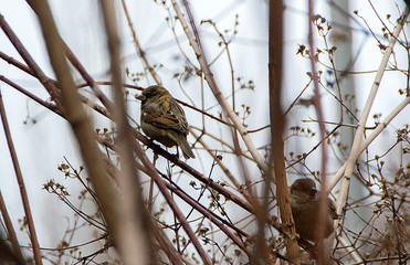 Sparrow, small bird sparrow