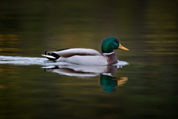 mallard duck swimming in lake in summer