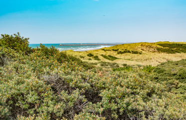 Bushes sea buckthorn, vegetation on the dunes in the background of the north sea and breakwater.