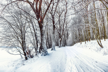 Obraz premium Silence on a winter road in the forest