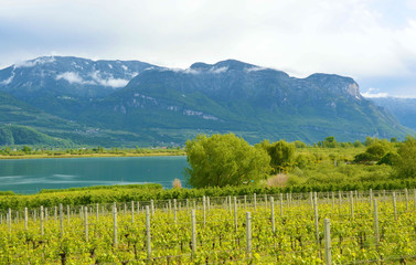 Fototapeta na wymiar Lake Caldaro Vineyard, Kalterer see. Grape plantation near Caldaro Lake in Bolzano, South Tyrol, Italy.