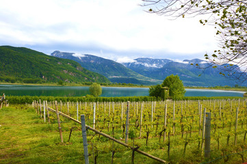 Fototapeta na wymiar Lake Caldaro Vineyard, Kalterer see. Grape plantation near Caldaro Lake in Bolzano, South Tyrol, Italy.