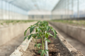 Rows of young tomato plants in a greenhouse