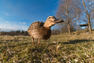 mallard duck ion the ground on a spring day