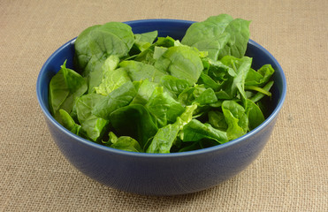 Rinsed and cleaned raw spinach in blue bowl on burlap