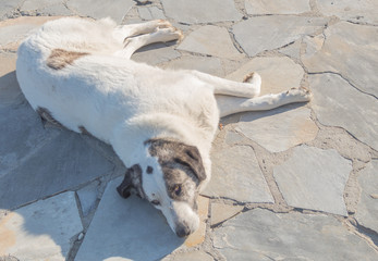 Fototapeta premium lazy white dog laying in the sun