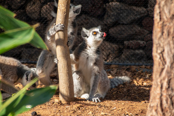 lemur at the zoo is standing and showing tongue
