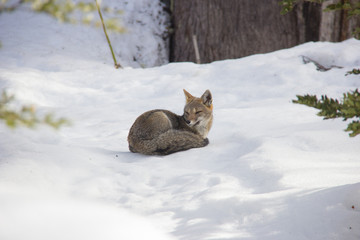 fox in snow