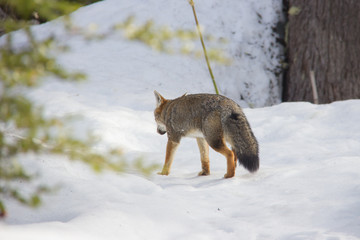 fox in snow