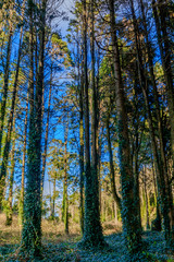 Obraz premium Vista da Serra de Sintra em Portugal