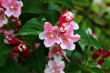 Weigelia