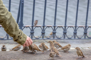 Man feeding a flock of sparrows on the street