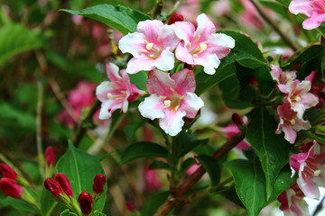 Weigelia