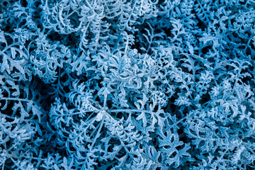 background, texture, leaves of frost on the leaves. ornament of blue branches.