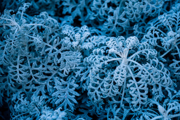 background, texture, leaves of frost on the leaves. ornament of blue branches.