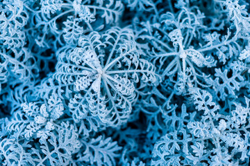 background, texture, leaves of frost on the leaves. ornament of blue branches.