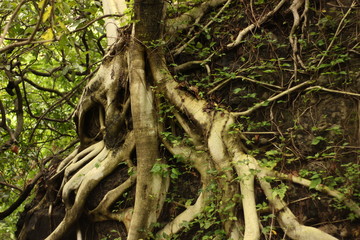 Árbol 01 