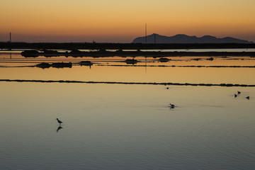 Naklejka premium Sunset on water with birds
