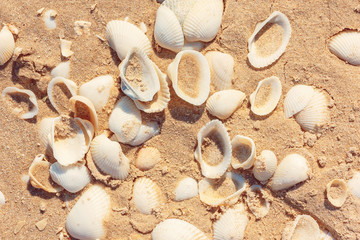 Fototapeta premium surface of the sea coast of a variety of shells, texture background