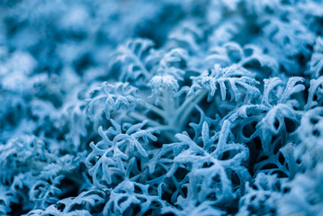 background, texture, leaves of frost on the leaves. ornament of blue branches.