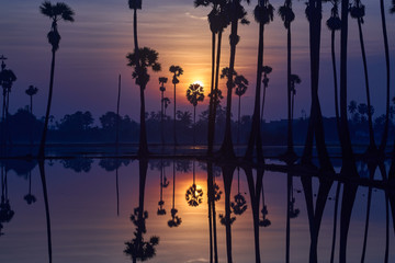 sunrise twilight skyline with sun and silhouette palm trees