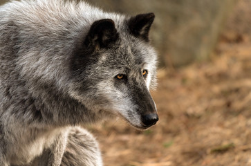 Portrait of a wolf