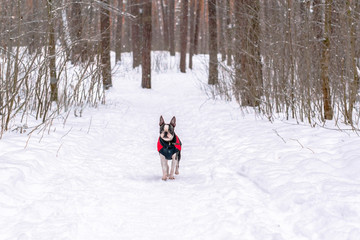 dog breed Boston Terrier in a jacket for a walk in the winter woods