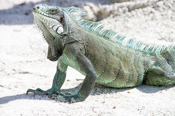 iguana