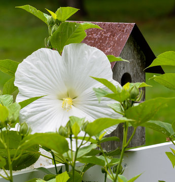 Close Up of Hibiscus Flower with Birdhouse on Fence, with selective focus on Flower.