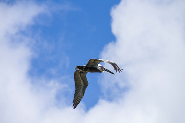 pelican