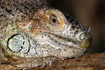 Close up of an iguana