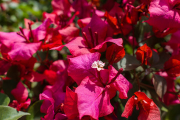 WALLPAPER OF RED FLOWERS
