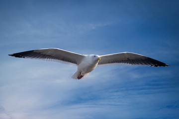 Obraz premium Seagull in full wingspan floating in a blue, cloudy sky.