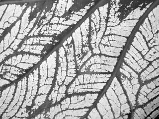 Black and white background Fibers and patterns on the leaves.