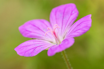 Pink flower macro closeup