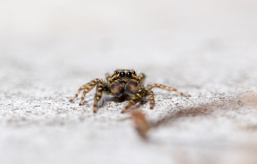 Marpissa mucosa male jumping spider