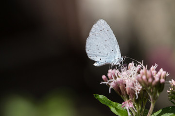 Tiny blue butterfly