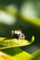 Fluffy jumping spider 
