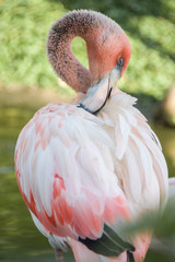 flamingo