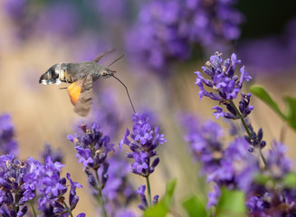 hummingbird butterfly lavender