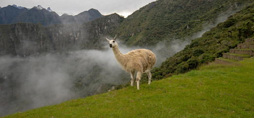 Fototapeta premium Llama and misty clouds at Machu Picchu in Peru South America