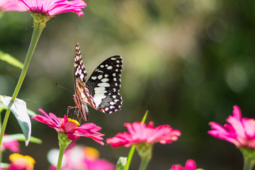 Naklejka na ściany i meble Butterflies in the garden