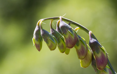 Green flower closeup