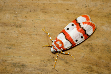 Fototapeta na wymiar Image of Butterfly Moth (Cyana coccinea) on brown leaves. Insect. Animal.